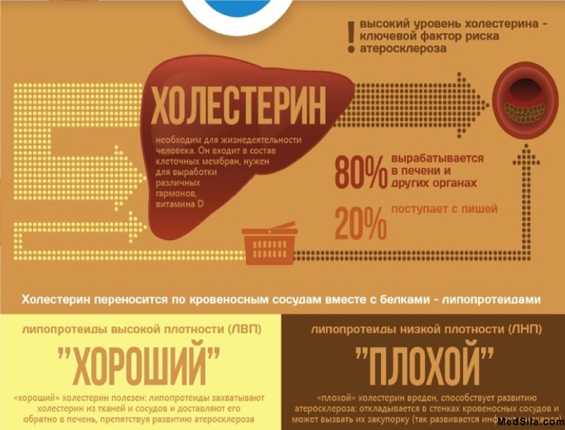 Холестерин в организме